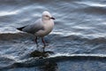 Seagull walking