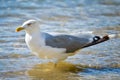 Seagull is walking on the beach