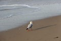 Seagull walking on the beach of baltic sea Royalty Free Stock Photo
