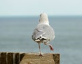 Seagull walking