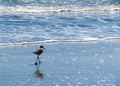 Seagull walking on the blue and white seashore
