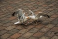 Seagull walking on brick sidewalk in a cloudy day at The Hague. Royalty Free Stock Photo