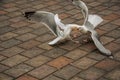 Seagull walking on brick sidewalk in a cloudy day at The Hague.