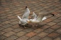 Seagull walking on brick sidewalk in a cloudy day at The Hague. Royalty Free Stock Photo