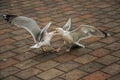 Seagull walking on brick sidewalk in a cloudy day at The Hague. Royalty Free Stock Photo
