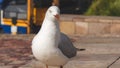 Seagull walking in the city Royalty Free Stock Photo