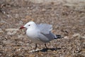 Seagull on a beach with seaweed