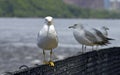 Seagull walking the fence Royalty Free Stock Photo