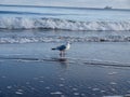 seagull walking in front of the Baltic sea Royalty Free Stock Photo