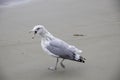 Seagull walking with mouth open