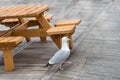 Seagull walking near a picnic table on a wooden floor. Royalty Free Stock Photo