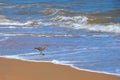 Seagull walking ocean beach Royalty Free Stock Photo