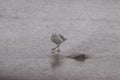 Seagull walking in the rain