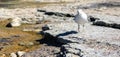 Seagull walking on rocky shore