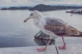 Seagull walking on a rooftop. View on Oslo fjord. Norway