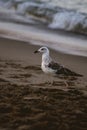 Seagull walking on the sand of the beach Royalty Free Stock Photo