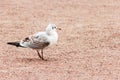 Seagull walking on sand closeup birds sea world free
