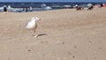 Seagull walking on the sandy Baltic beach. In the background.