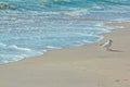 Seagull walking on sandy beach near stormy waving sea