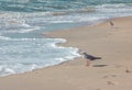 Seagull walking on sandy beach near stormy waving sea