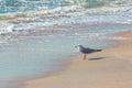 Seagull walking on sandy beach near stormy waving sea