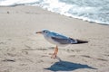 Seagull walking on sandy beach near stormy waving sea