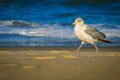 Seagull Royalty Free Stock Photo