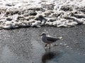 Seagull walking at the seaside