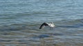 A seagull walking in shallow water near the sea shore Royalty Free Stock Photo
