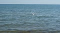 A seagull walking in shallow water near the sea shore Royalty Free Stock Photo