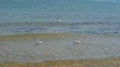 A seagull walking in shallow water near the sea shore Royalty Free Stock Photo