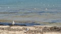 A seagull walking in shallow water near the sea shore Royalty Free Stock Photo