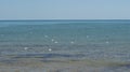 A seagull walking in shallow water near the sea shore Royalty Free Stock Photo