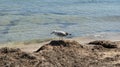 A seagull walking in shallow water near the sea shore Royalty Free Stock Photo