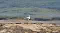 A seagull walking in shallow water near the sea shore Royalty Free Stock Photo