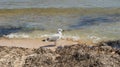 A seagull walking in shallow water near the sea shore Royalty Free Stock Photo