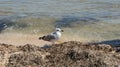 A seagull walking in shallow water near the sea shore Royalty Free Stock Photo