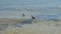 A seagull walking in shallow water near the sea shore Royalty Free Stock Photo