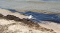 A seagull walking in shallow water near the sea shore Royalty Free Stock Photo