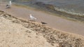 A seagull walking in shallow water near the sea shore Royalty Free Stock Photo