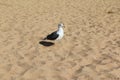 Seagull walking by the shore