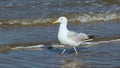 Seagull walking throught the sea along the beach