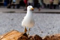 Seagull walking on top of a rock on the beach Royalty Free Stock Photo