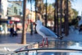 A seagull walking on a waste bin in the city center