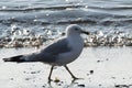 Seagull walking on the waters edge in Lincolnville Beach Maine
