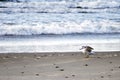 Seagull walking on the wet sand