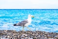 A seagull walks along a pebble beach with the bright blue ocean in the background Royalty Free Stock Photo