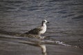 A seagull walks along the surf Royalty Free Stock Photo