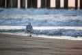 Seagull walks away