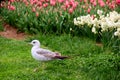 Seagull walks on a meadow between tulips and white daffodils in Emirgan Park in Istanbul, Turkey